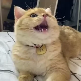 🤪 emoji Котёнок Ра — @camissad0 Telegram sticker 6 of 34