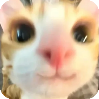 🤲 emoji Смешные картинки из Интернета Telegram sticker 22 of 92