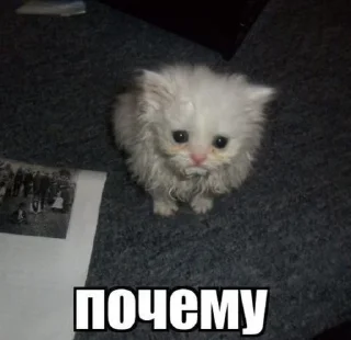 🌟 emoji коты Telegram sticker 18 of 87