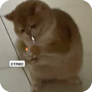 Sticker from Котики на все случаи