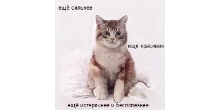 😐 emoji Целое поле ромашек @CHEz42nUTS Telegram sticker 21 of 43