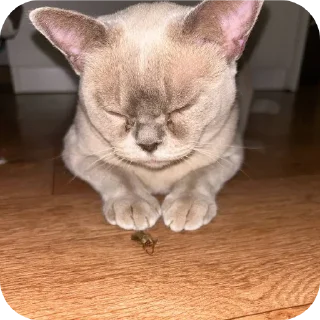 🐱 emoji Тина и луна две крашки🫶 Telegram sticker 22 of 31