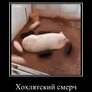 🇺🇦 emoji Сало by Саныч Telegram sticker 13 of 14