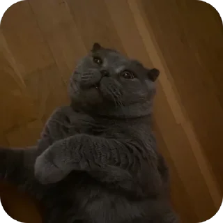 🫥 emoji Хамстер Telegram sticker 16 of 16