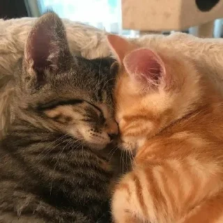 Sticker from cat's