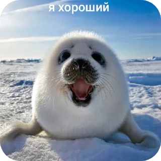 👍 emoji Мемы хомячка) Telegram sticker 20 of 48