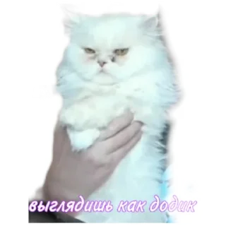 😑 emoji Severuska edition Telegram sticker 11 of 30