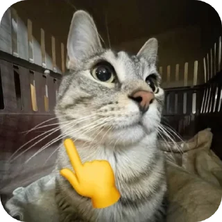 🐱 emoji Cat Telegram sticker 12 of 27