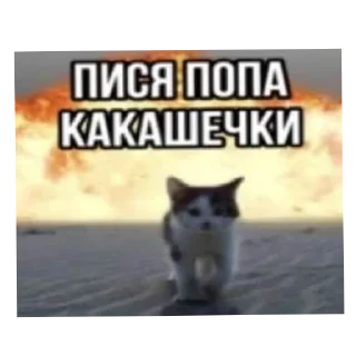 🐱 emoji Рандомные мемы из инета Telegram sticker 21 of 38