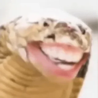 🐍 emoji Мой Telegram sticker 11 of 18