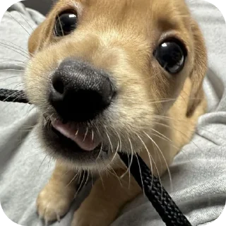 🐶 emoji простак пидор Telegram sticker 11 of 13