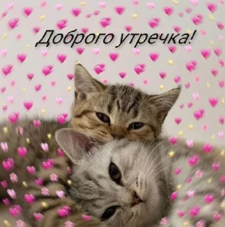🐽 emoji Доброе утро (nvch) Telegram sticker 18 of 37