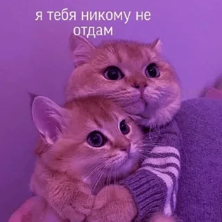 ❤️ emoji коты Telegram sticker 12 of 24