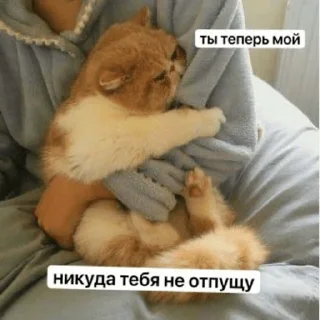 ❤️ emoji коты Telegram sticker 8 of 24