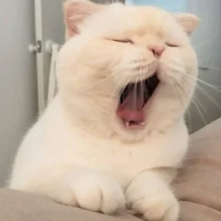 🥱 emoji cats Telegram sticker 11 of 46