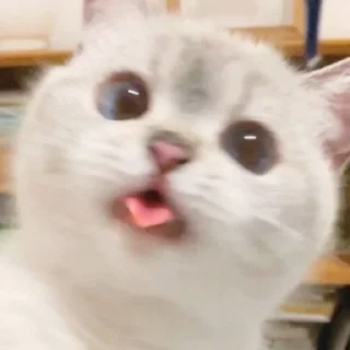 😛 emoji cats Telegram sticker 21 of 46