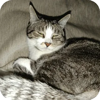 🐱 emoji коты Telegram sticker 22 of 105