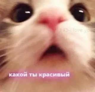 💐 emoji Милые Telegram sticker 15 of 72