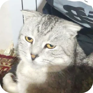 🐱 emoji коты Telegram sticker 15 of 105