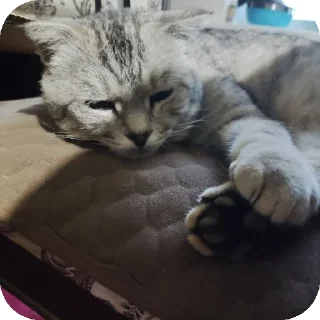 🐱 emoji коты Telegram sticker 13 of 105