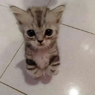 😾 emoji милые коты Telegram sticker 19 of 35