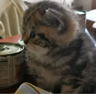 😾 emoji милые коты Telegram sticker 9 of 35