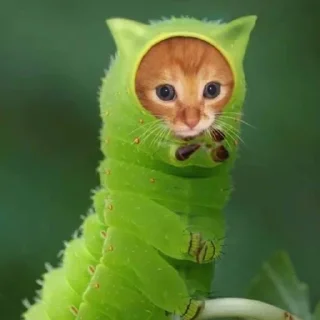 😾 emoji милые коты Telegram sticker 15 of 35