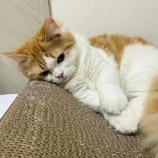 😾 emoji милые коты Telegram sticker 16 of 35