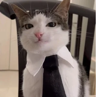 🤵 emoji инсульт Telegram sticker 24 of 109