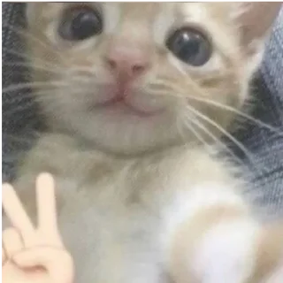 ✌️ emoji инсульт Telegram sticker 15 of 109