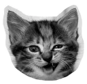 🐱 emoji @TVstickers Kitten Telegram sticker 8 of 120
