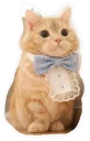 🐱 emoji @TVstickers Kitten Telegram sticker 7 of 120