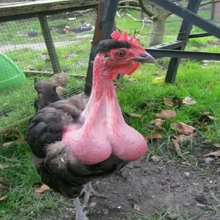 🦃 emoji весёлая ферма Telegram sticker 7 of 7