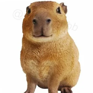 Sticker from Capybara