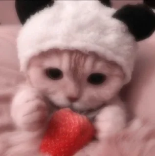 Sticker from Котякі💋👒
