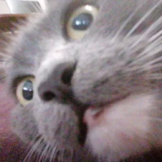 😲 emoji кiшка маруся Telegram sticker 11 of 55