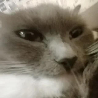 😁 emoji кiшка маруся Telegram sticker 23 of 55