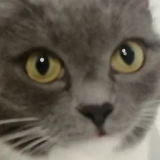 🥲 emoji кiшка маруся Telegram sticker 5 of 55