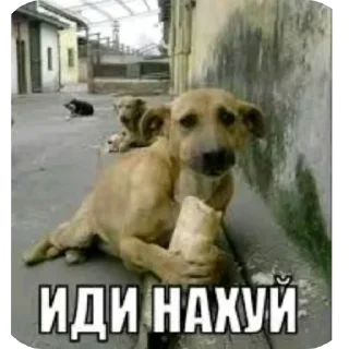 🐶 emoji кьюти герл эмпайр @cutekast Telegram sticker 14 of 39