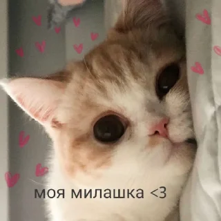 🥰 emoji 🐈‍⬛️ @noona_stickers ˓𓄹 ࣪˖ Telegram sticker 3 of 120