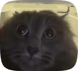 🌟 emoji йоб*на росня Telegram sticker 18 of 50