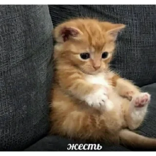 😳 emoji редиска блинб Telegram sticker 12 of 25