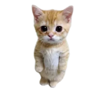 🐱 emoji @hv55nn Telegram sticker 5 of 120
