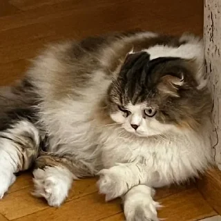 🍀 emoji я фанатка котика Лакки Telegram sticker 9 of 15