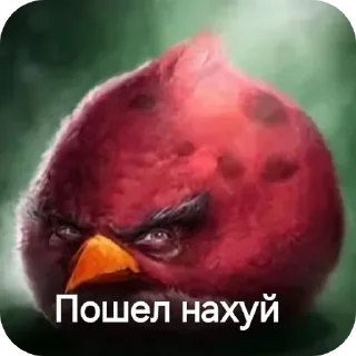 👄 emoji Сборник хуйни и птички Telegram sticker 20 of 117