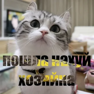 🤬 emoji Арбуз / @fzule Telegram sticker 19 of 21