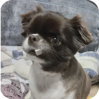 🫢 emoji Филяшка😍 Telegram sticker 6 of 27