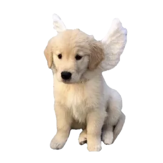 🐶 emoji summer @plusikradom Telegram sticker 22 of 30