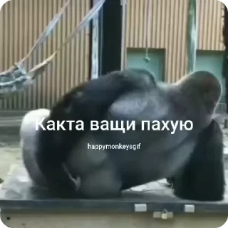 🐵 emoji Хепи монкис стикиры от @happymonkeysgif Telegram sticker 7 of 64