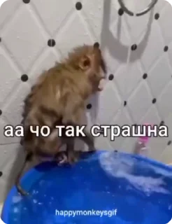 🐵 emoji Хепи монкис стикиры от @happymonkeysgif Telegram sticker 17 of 64